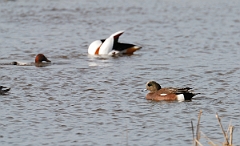 David Plant Photography - Wildlife Photographer - American wigeon male - A